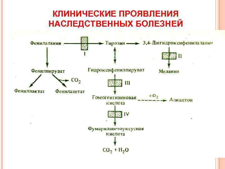  КЛИНИЧЕСКИЕ ПРОЯВЛЕНИЯ НАСЛЕДСТВЕННЫХ БОЛЕЗНЕЙ 