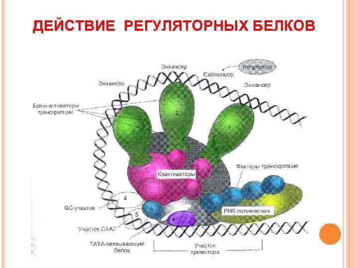 ДЕЙСТВИЕ РЕГУЛЯТОРНЫХ БЕЛКОВ 