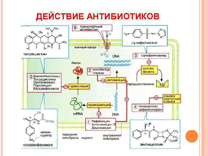 ДЕЙСТВИЕ АНТИБИОТИКОВ 
