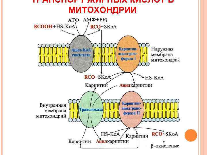 ТРАНСПОРТ ЖИРНЫХ КИСЛОТ В  МИТОХОНДРИИ 