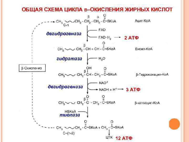 ОБЩАЯ СХЕМА ЦИКЛА Β–ОКИСЛЕНИЯ ЖИРНЫХ КИСЛОТ   дегидрогеназа     2