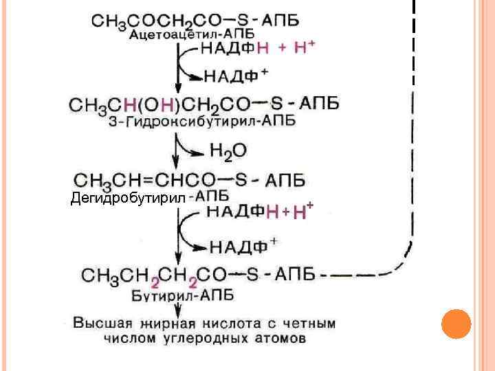 Дегидробутирил 