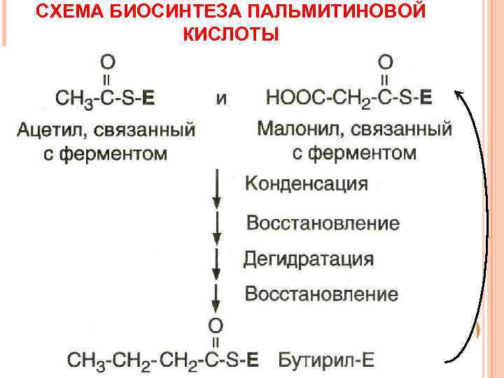 СХЕМА БИОСИНТЕЗА ПАЛЬМИТИНОВОЙ  КИСЛОТЫ 