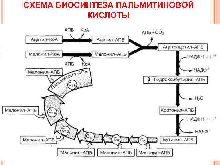 СХЕМА БИОСИНТЕЗА ПАЛЬМИТИНОВОЙ  КИСЛОТЫ 