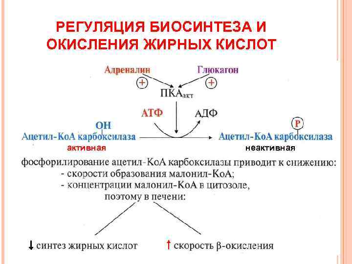  РЕГУЛЯЦИЯ БИОСИНТЕЗА И ОКИСЛЕНИЯ ЖИРНЫХ КИСЛОТ  активная   неактивная 