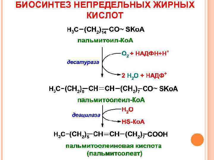 БИОСИНТЕЗ НЕПРЕДЕЛЬНЫХ ЖИРНЫХ   КИСЛОТ 