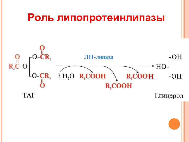 Роль липопротеинлипазы    Н 