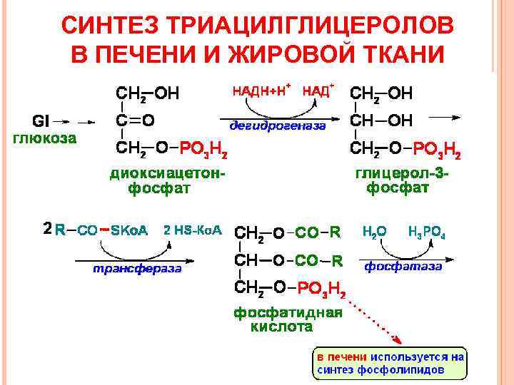 СИНТЕЗ ТРИАЦИЛГЛИЦЕРОЛОВ В ПЕЧЕНИ И ЖИРОВОЙ ТКАНИ 