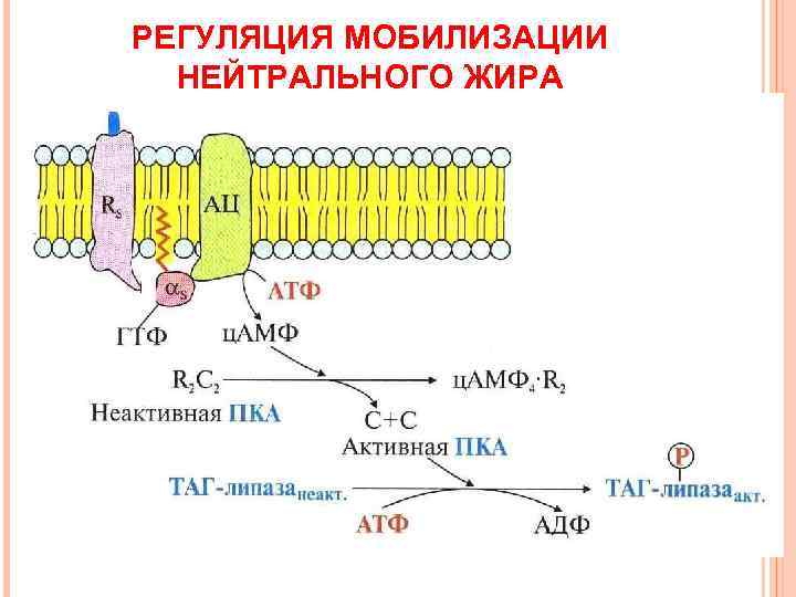РЕГУЛЯЦИЯ МОБИЛИЗАЦИИ  НЕЙТРАЛЬНОГО ЖИРА 