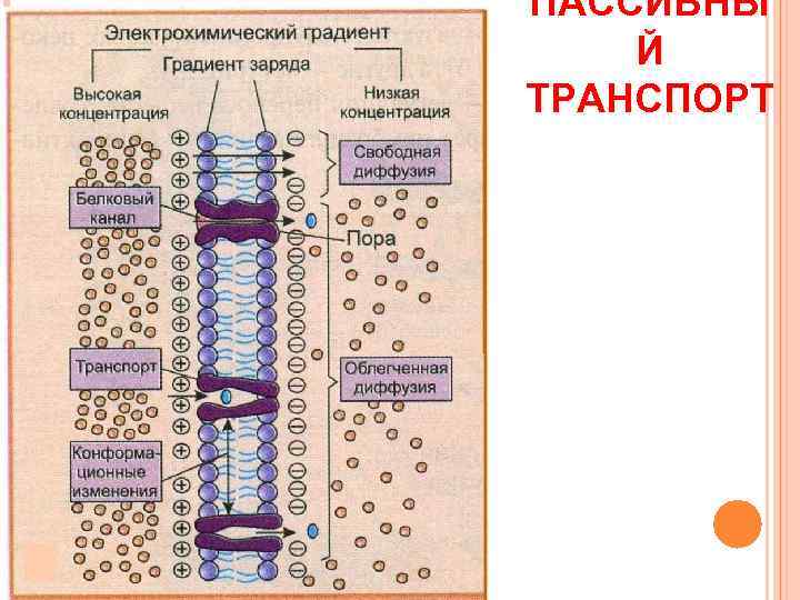 ПАССИВНЫ Й ТРАНСПОРТ 