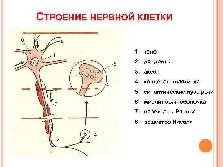 СТРОЕНИЕ НЕРВНОЙ КЛЕТКИ   1 – тело   2 – дендриты 