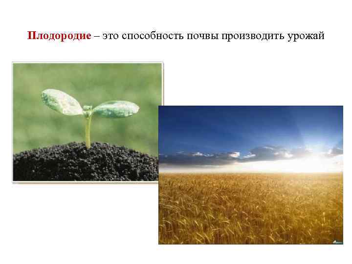 Плодородие – это способность почвы производить урожай 