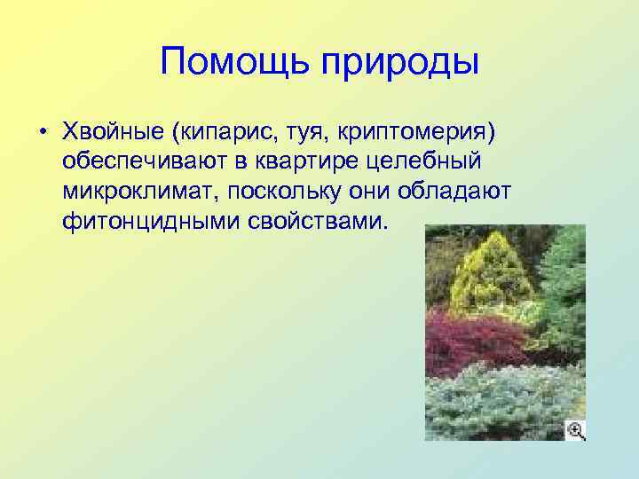    Помощь природы • Хвойные (кипарис, туя, криптомерия)  обеспечивают в квартире