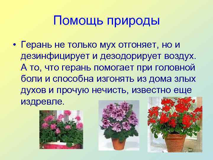   Помощь природы • Герань не только мух отгоняет, но и  дезинфицирует