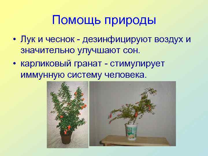   Помощь природы • Лук и чеснок - дезинфицируют воздух и  значительно