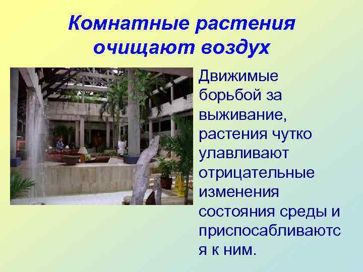 Комнатные растения  очищают воздух  • Движимые  борьбой за  выживание, 