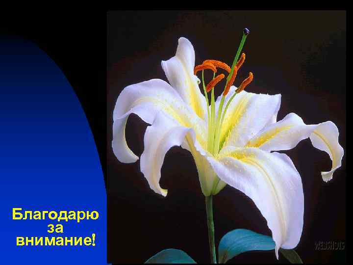 Благодарю за внимание! Благодарю за внимание!