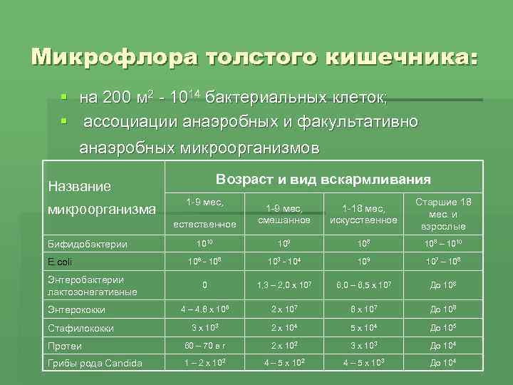 Микрофлора толстого кишечника: § на 200 м 2 - 1014 бактериальных клеток; § ассоциации