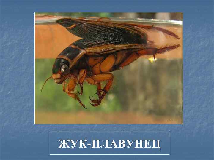 ЖУК-ПЛАВУНЕЦ 