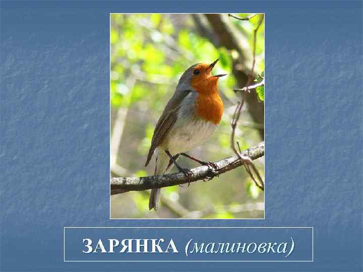 ЗАРЯНКА (малиновка) 