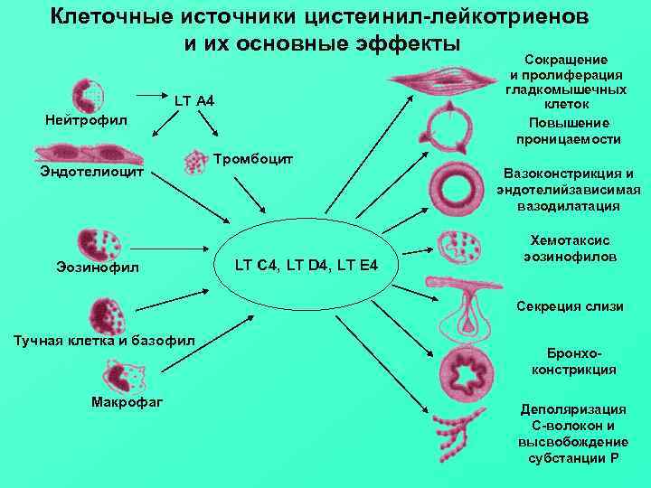 >  Клеточные источники цистеинил-лейкотриенов    и их основные эффекты  