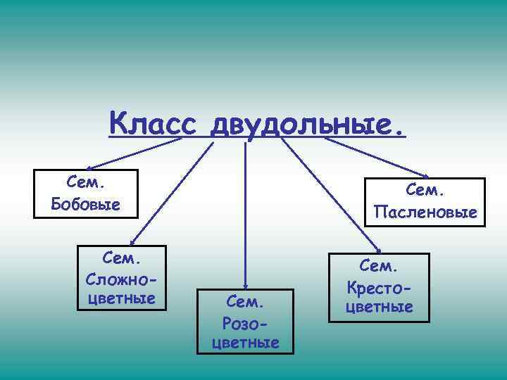  Класс двудольные.  Сем. Бобовые   Пасленовые  Сем. Сложно-  