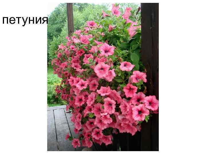 петуния 
