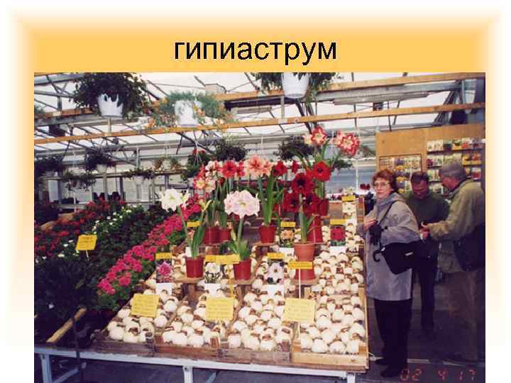 гипиаструм 