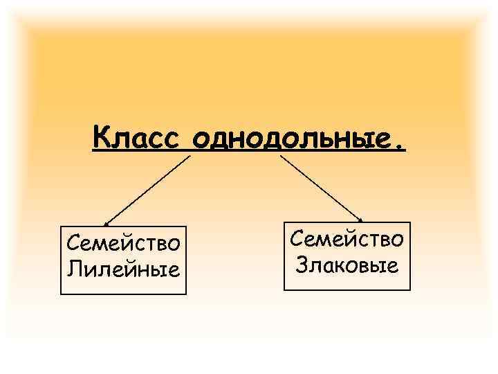  Класс однодольные.  Семейство Лилейные Злаковые 