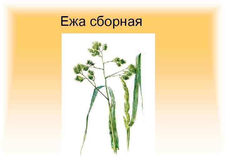 Ежа сборная 