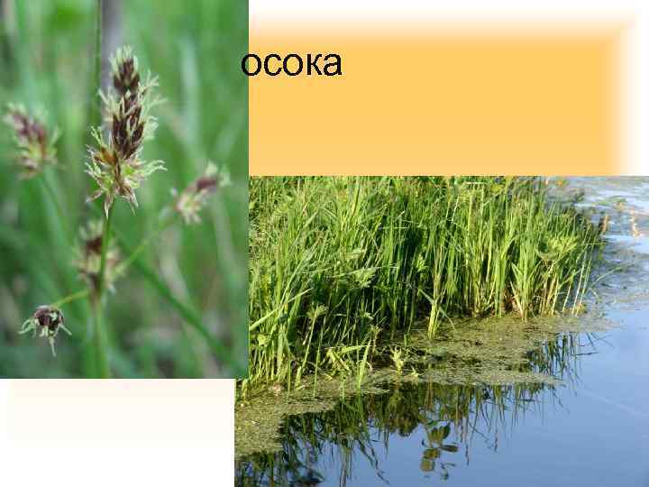 осока 
