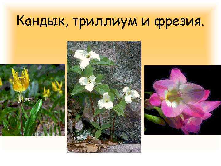 Кандык, триллиум и фрезия. 