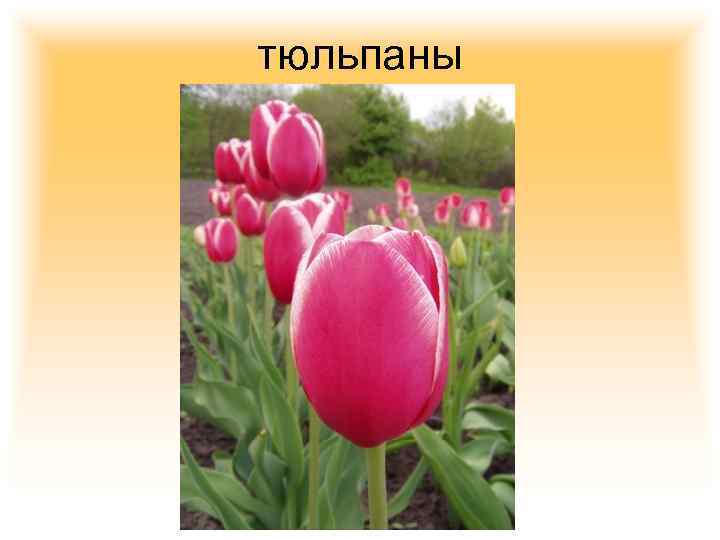 тюльпаны 