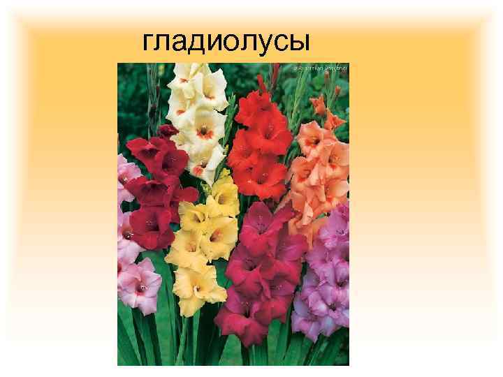 гладиолусы 