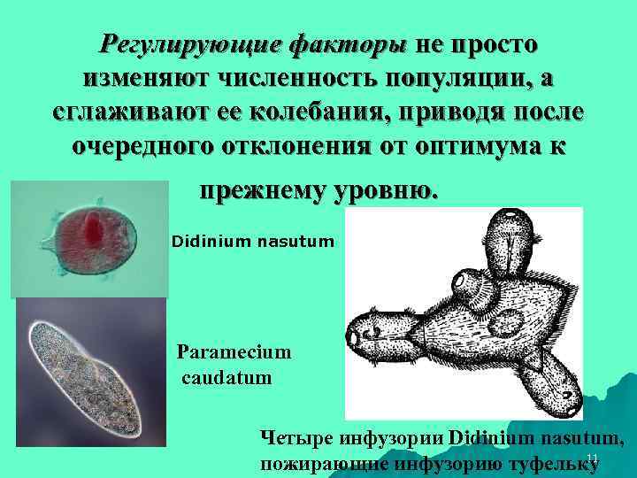   Регулирующие факторы не просто  изменяют численность популяции, а сглаживают ее колебания,