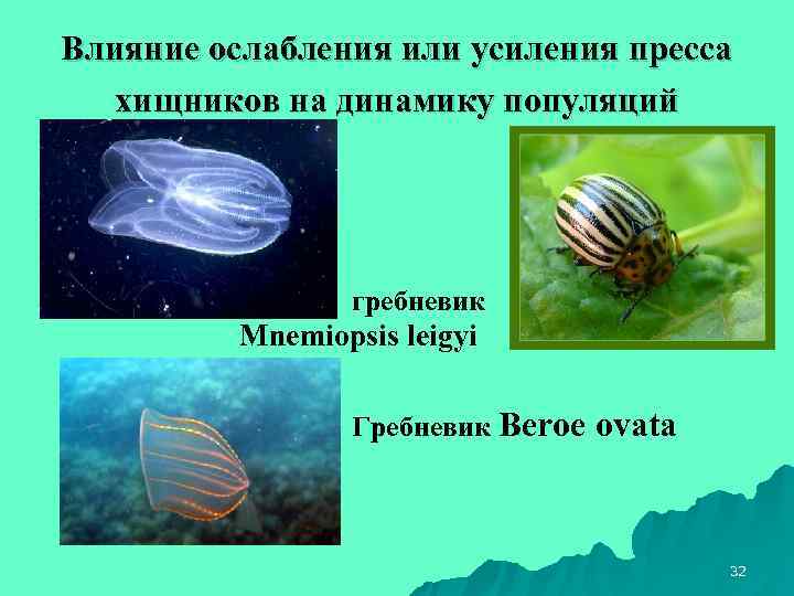 Влияние ослабления или усиления пресса  хищников на динамику популяций    гребневик