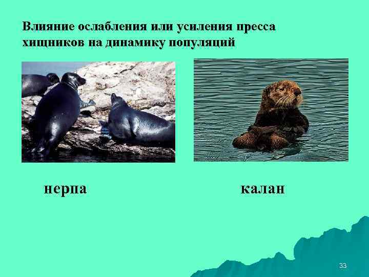 Влияние ослабления или усиления пресса хищников на динамику популяций  нерпа   