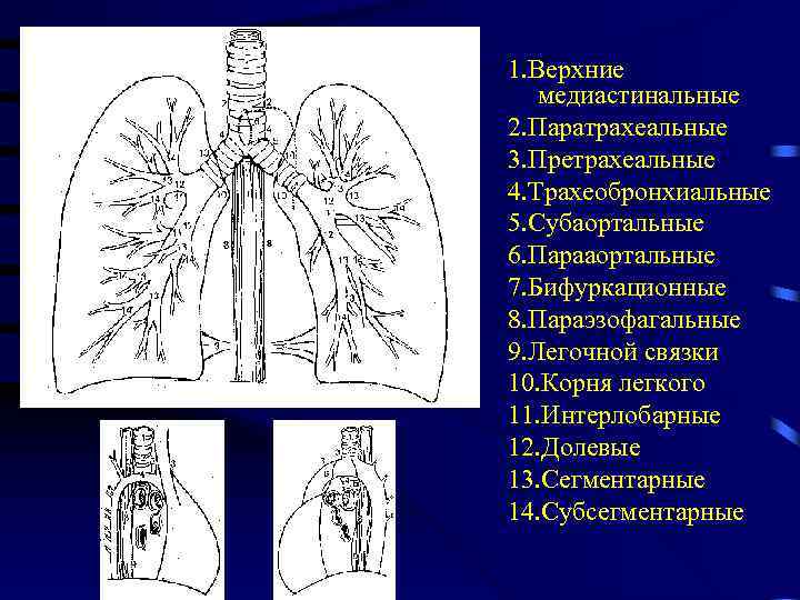 1. Верхние медиастинальные 2. Паратрахеальные 3. Претрахеальные 4. Трахеобронхиальные 5. Субаортальные 6. Парааортальные 7.