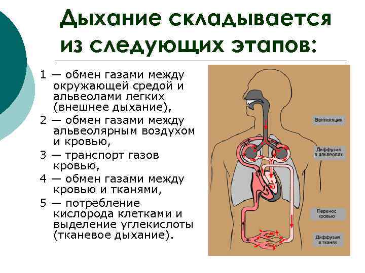  Дыхание складывается  из следующих этапов: 1 — обмен газами между  окружающей