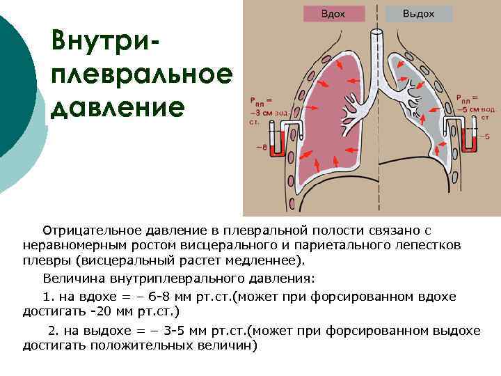  Внутри-  плевральное  давление  Отрицательное давление в плевральной полости связано