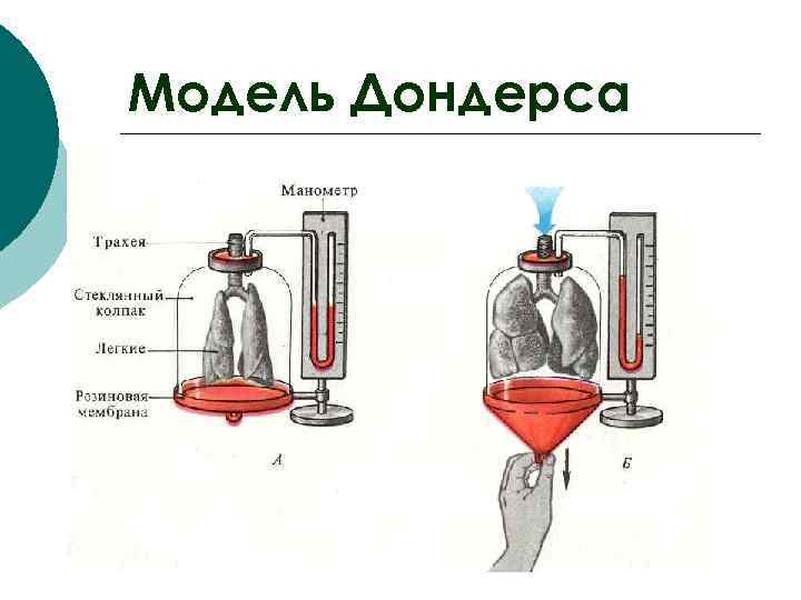 Модель Дондерса 