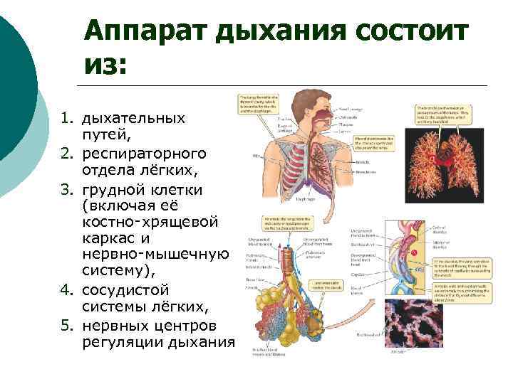  Аппарат дыхания состоит  из: 1. дыхательных  путей, 2. респираторного  отдела