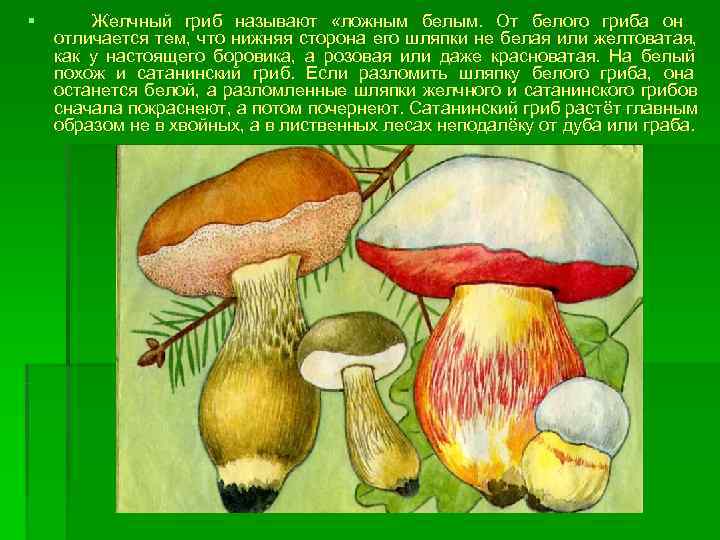 §  Желчный гриб называют «ложным белым. От белого гриба он отличается тем, что