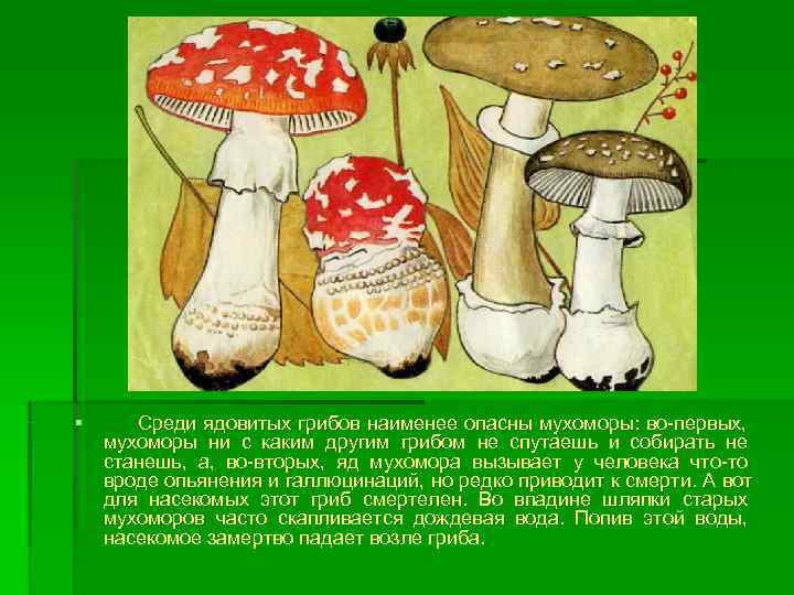 § Среди ядовитых грибов наименее опасны мухоморы: во-первых, мухоморы ни с каким другим грибом