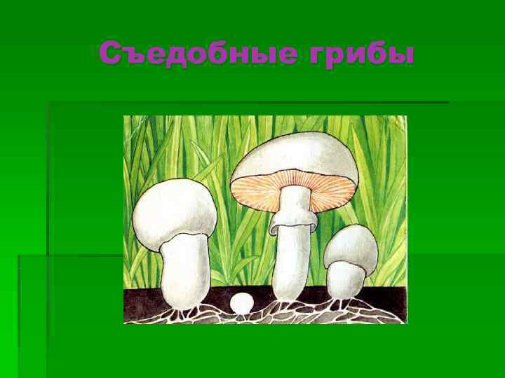 Съедобные грибы 