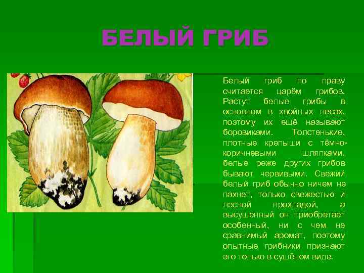 БЕЛЫЙ ГРИБ  Белый гриб  по праву  считается царём  грибов. 