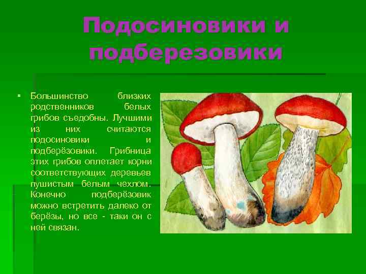    Подосиновики и   подберезовики § Большинство  близких  родственников