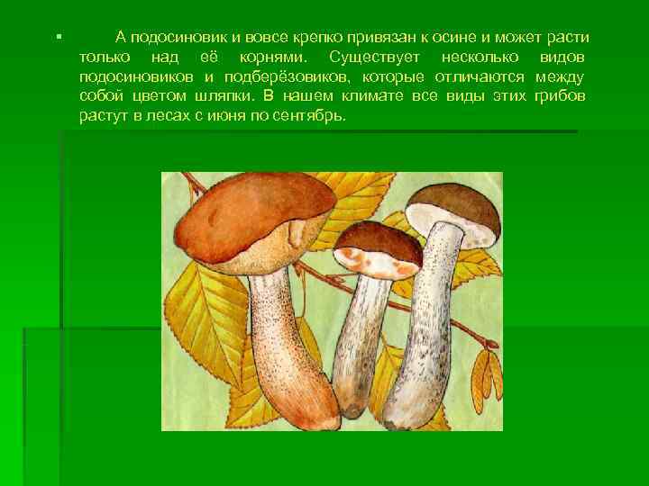 §  А подосиновик и вовсе крепко привязан к осине и может расти только