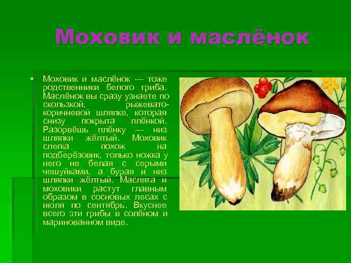  Моховик и маслёнок § Моховик и маслёнок — тоже  родственники белого гриба.