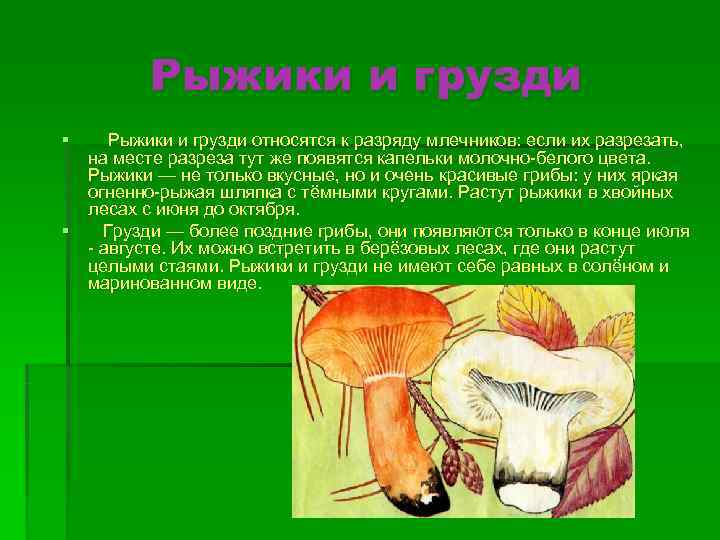    Рыжики и грузди §  Рыжики и грузди относятся к разряду